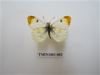 藏品(粉蝶科)的圖片